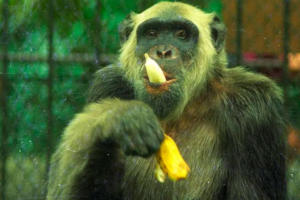 Um macaco já foi candidato à Prefeitura do Rio – e recebeu mais de 400 mil votos